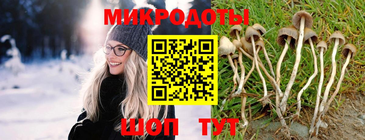 Псилоцибиновые грибы Psilocybe  Аша  Псилоцибиновые грибы Cubensis 