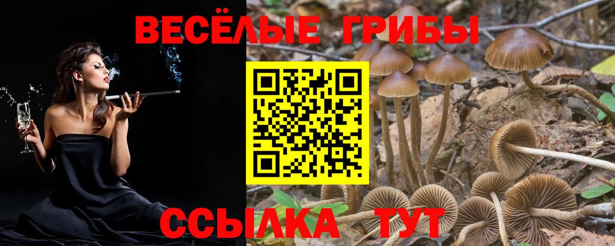 Псилоцибиновые грибы Psilocybe Аша